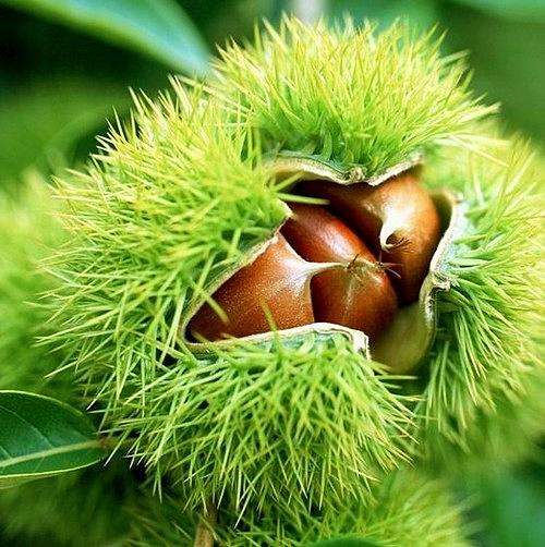栗子的幾種分類(lèi)介紹